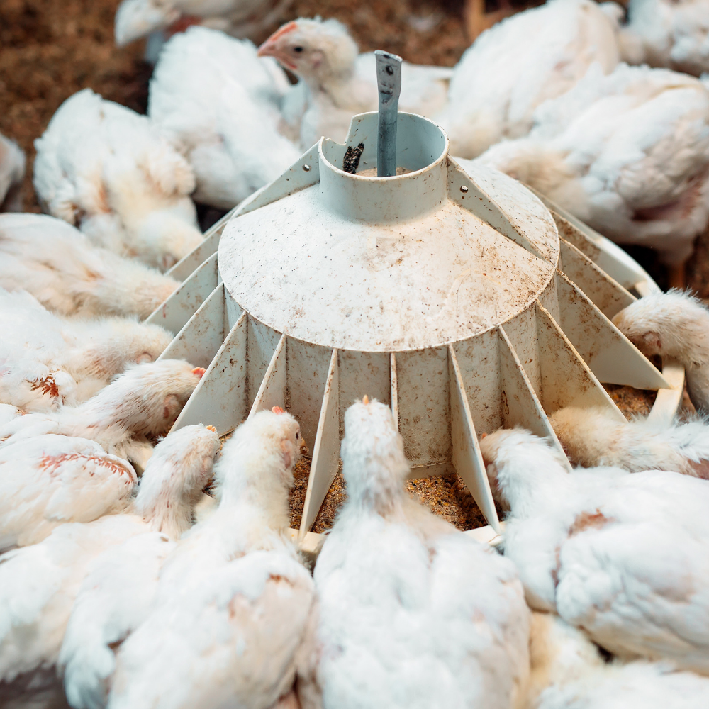 ovytec pix 20260116 134608 0001